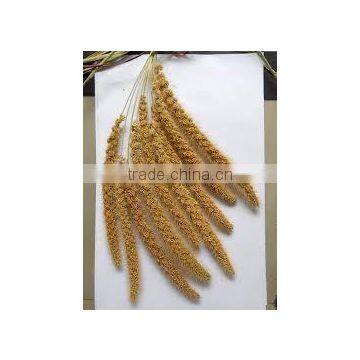 High Quality Foxtail Millet