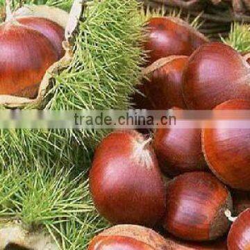 Fresh chestnut in bag package. MOQ:1X40FCL.
