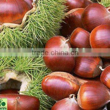 Chestnut honey 40-60