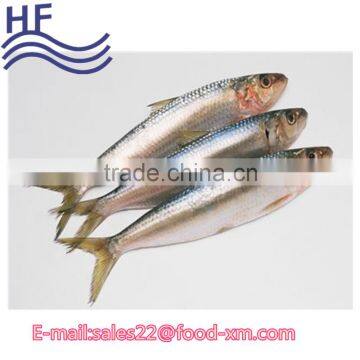 Sardine export fresh fish trading company