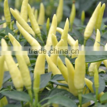 Upward pepper hybrid milk white pepper Chili seeds for sale-Shining star