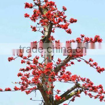 Wool Trees