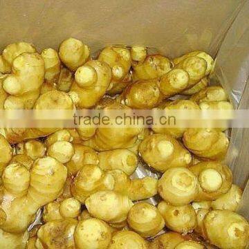 Chinese Fresh fat giant big natural mature ginger