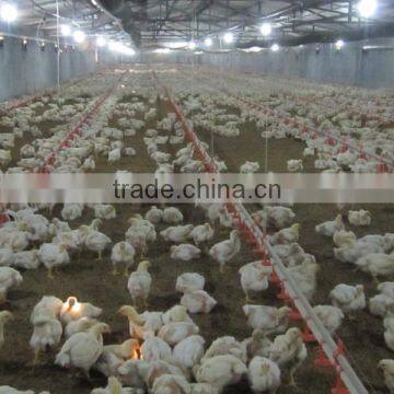 Livestock Equipment Automatic Drinker for Birds