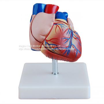 Life-Size Heart Model