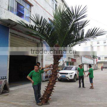 CHY020934 High Quality Palm Tree for Landscaping Decoration photo-2
