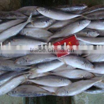 Frozen Horse Mackerel photo-2