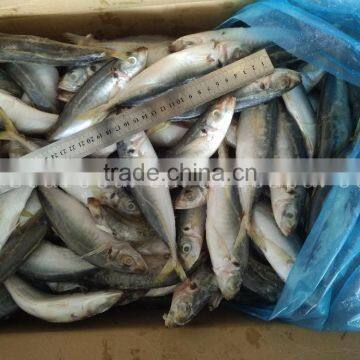 China Frozen Horse Mackerel Fish Yellow Tail Fishing Trawlers photo-2