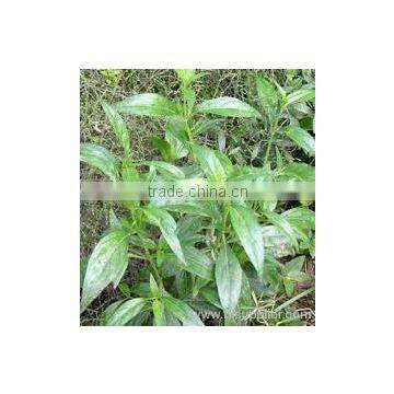 Belladonna Extract photo-3