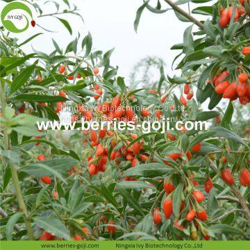 New Arrival Factory Supply Dried Goji Berry photo-2