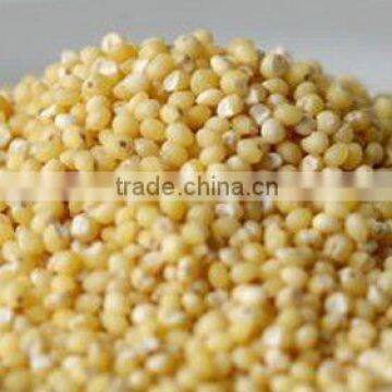 Organic Hulled Millet
