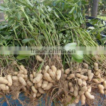 new crop Peanut