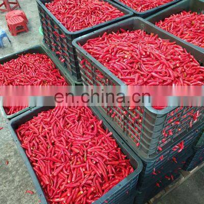 Hot Chili Sauce Made in Vietnam Cheap Price for OEM photo-2