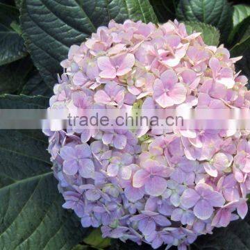 Fashionable Hot Sale Hydrangea Bridal Flower photo-5