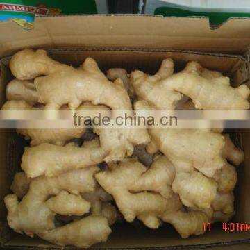 100g and up Chinese fresh ginger