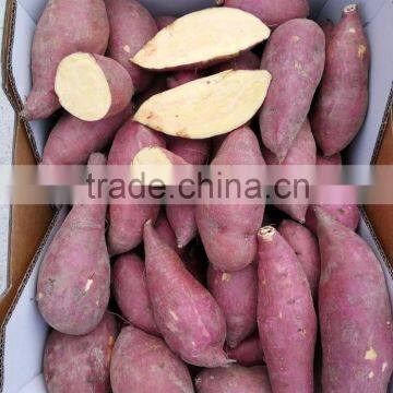 china fresh sweet potatoes