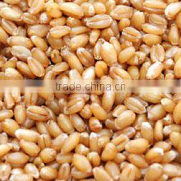 Wheat Grains for Sale