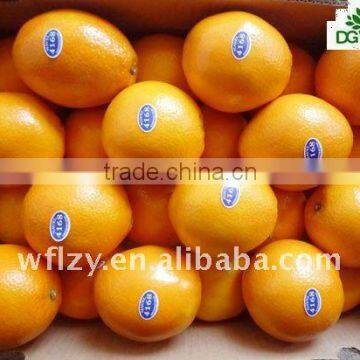 hot sale navel orange-new crop