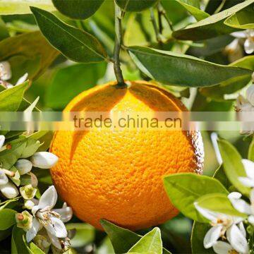 100 Pure Natural Organic Orange Essential Oil