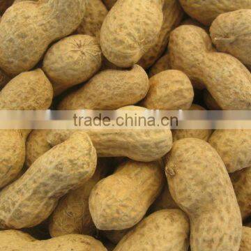 Peanut in Shells photo-2