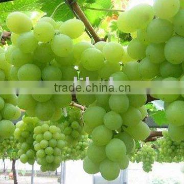 sun drie fresh sweet green raisin with good price