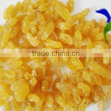 Chinese gold Raisin