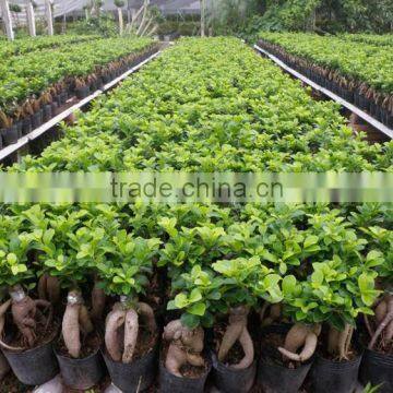 Ficus Ginseng Microcarpa Bonsai Tree Taiwan Ficus Banyan Fig Indoor Ornamental Plants Nursery photo-4