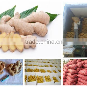 Vietnam Fresh ginger