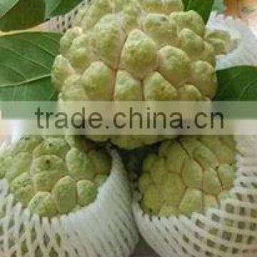 Custard Apple Fruit from Viet Nam