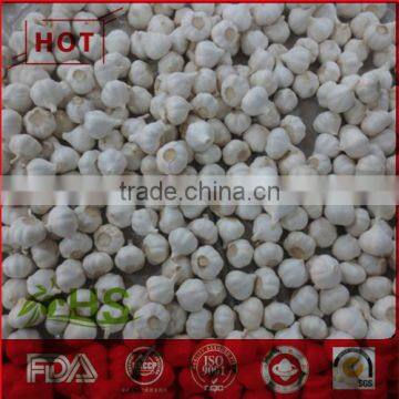 white fresh high quality garlic