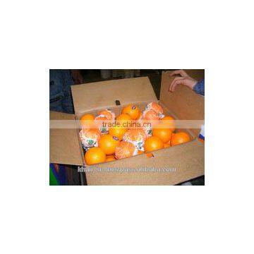 HIGH QUALITY EGYPTIAN ORANGE photo-3