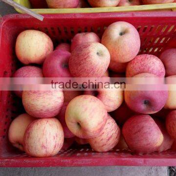 fuji apple for Dammam market