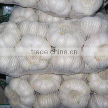 Fresh garlic in small mesh bag in bag