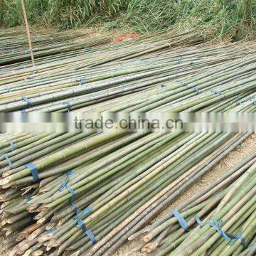 Variosu Size Bamboo Poles photo-4