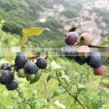 Blueberry Extract Powder Vaccinium Uliginosum L.with Anthocyanidins 5-25% ,Extract Ratio 5:1 and 10:1blueberry Fruit Powder photo-3