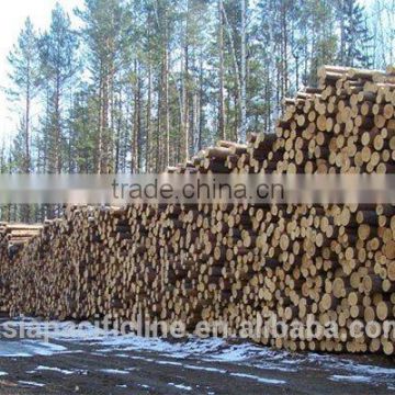 Timber Log / Sawlogs / Wood round logs / LARCH/BIRCH/SPRUCE/PINE READY FOR EXPORT FROM FAR EAST RUSSIAN PORTS