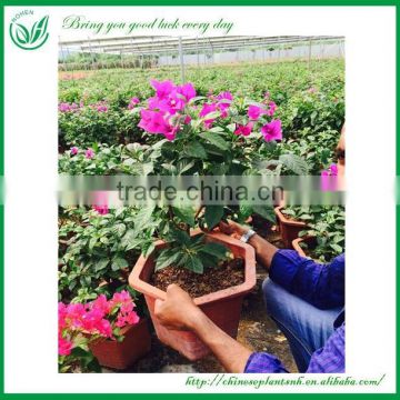 Bougainvillea Plant