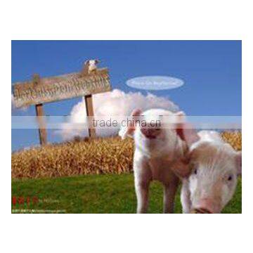 pig growth promoters