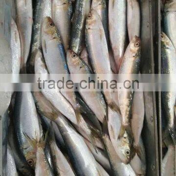 Frozen Sardine Fish For Bait