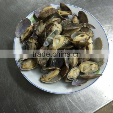 V-packed Cooked Short Clam Necked in Shell photo-4