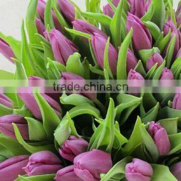 Multi-colored Weddings Decoration Fresh Cut Tulip Flower Export from Yunnan,China