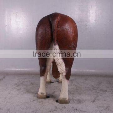 Hereford Bull photo-4