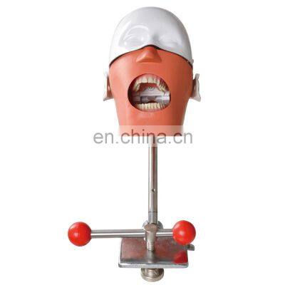 Cheap Price Stainless Steel Dental Phantom Head for Dental Teaching photo-2