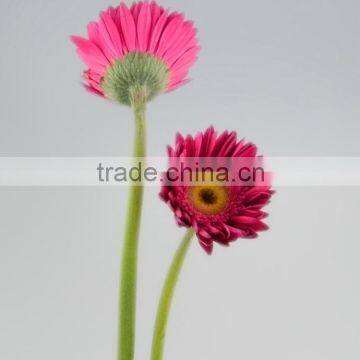 Bottom price Purple Petal fragrant aroma fresh flowers gerberas