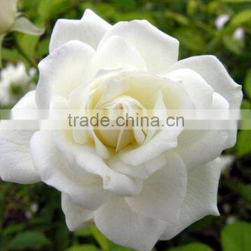 Durable Tineke White Rose Balls Wedding photo-2