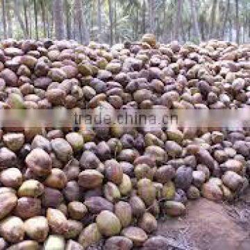 Semi Husked COCONUT photo-3