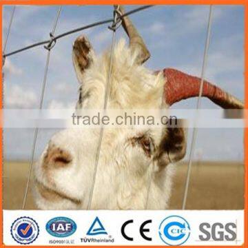 china gold factory grassland net cattle fence hot sale sheep fence