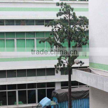 Big outdoor pine tree