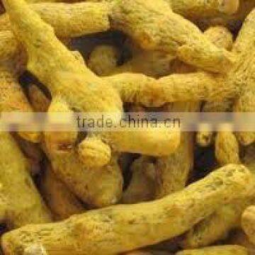 Top Quality Turmeric Fingers