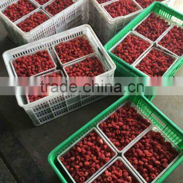IQF Frozen Raspberry Whole & Piece With Best Price photo-3